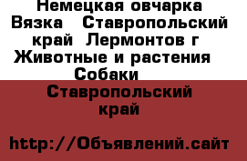 Немецкая овчарка Вязка - Ставропольский край, Лермонтов г. Животные и растения » Собаки   . Ставропольский край